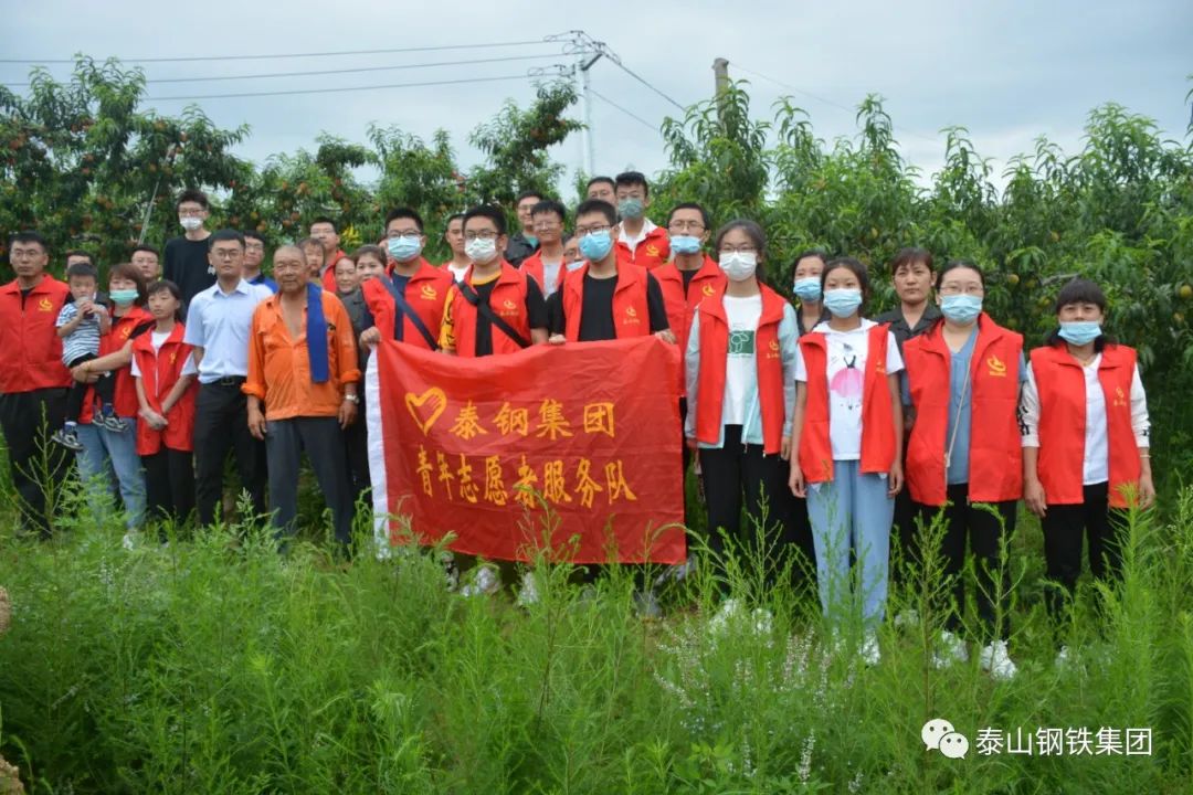 泰山钢铁集团：青年志愿者服务队爱心采摘情暖大陡沟